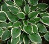 Francee Hosta Lily