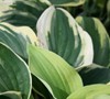 Wide Brim Hosta Lily