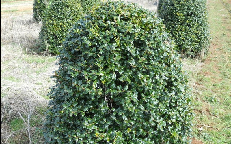 china holly