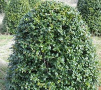 China Boy Holly Picture