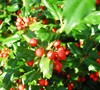 China Girl Holly