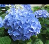Glory Blue Hydrangea