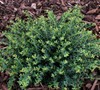 Helleri Holly