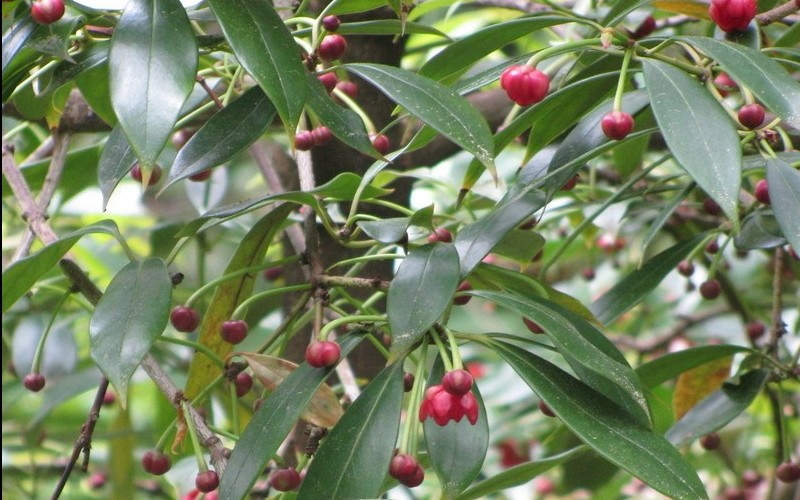Chinese Anise Tree Picture