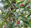 Chinese Anise Tree
