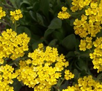 Basket Of Gold Alyssum Picture
