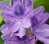 Water Hyacinth