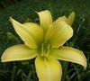 Satin Glass Daylilly
