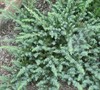 Silver Mist Juniper