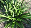 Cleopatra Liriope