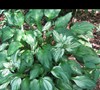 Hosta Garden, side of house Picture