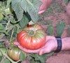 Brandywine Tomatoe