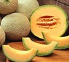 North American Cantaloupe