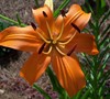 Liberty Hyde Bailey Lily