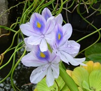 Water Hyacinth Picture