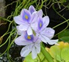 Water Hyacinth Picture