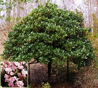 Rosalinda Indian Hawthorne Tree Picture