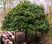 Rosalinda Indian Hawthorne Tree