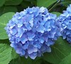 Glory Blue Hydrangea