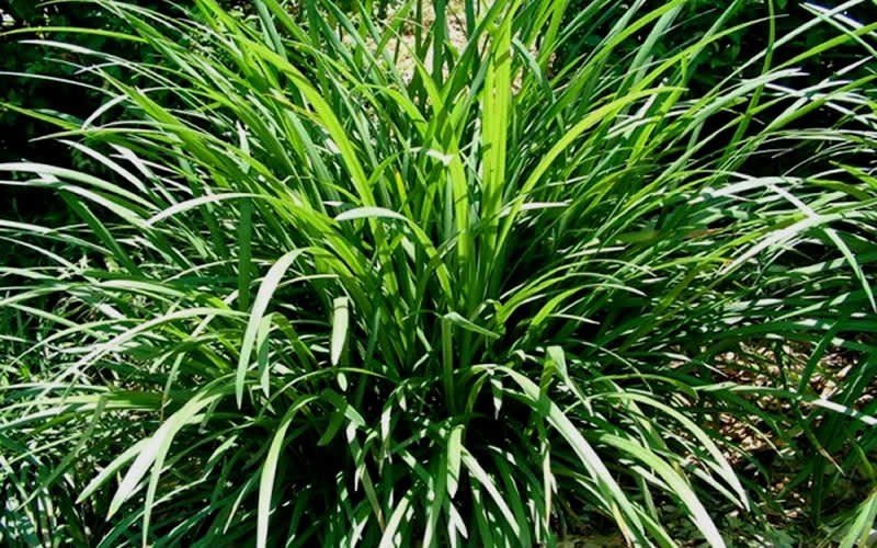Evergreen Giant Liriope Picture