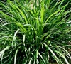 Evergreen Giant Liriope