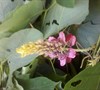 Kudzu Bloom