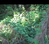 So invasive, you don't want to grow this vine, I promise. 6/5/2011