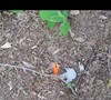 Kudzu Elimination Project June 5, 2011