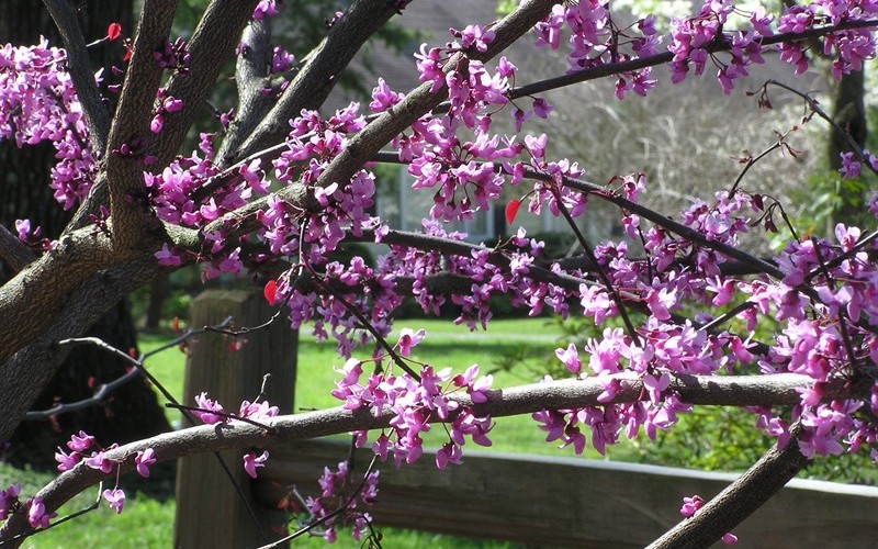 Eastern RedBud