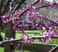 Eastern Redbud Tree Picture