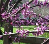 Eastern Redbud Tree