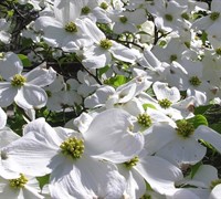 Cherokee Princess White Dogwood Picture