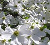Cherokee Princess White Dogwood