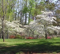 Cherokee Princess White Dogwood Picture