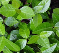 Asian Jasmine Picture