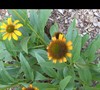 Picture about Coneflower - Somthing Eating On Blooms