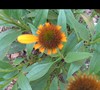 Picture about Coneflower - Somthing Eating On Blooms