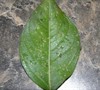Picture about Bugs On Crape Myrtle