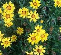 Rising Sun Coreopsis Picture