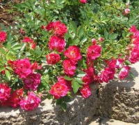 Red Drift Rose Picture