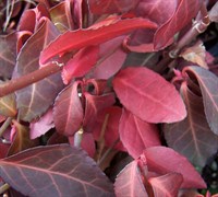 Purple Winter Creeper Picture