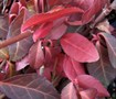 Purple Winter Creeper