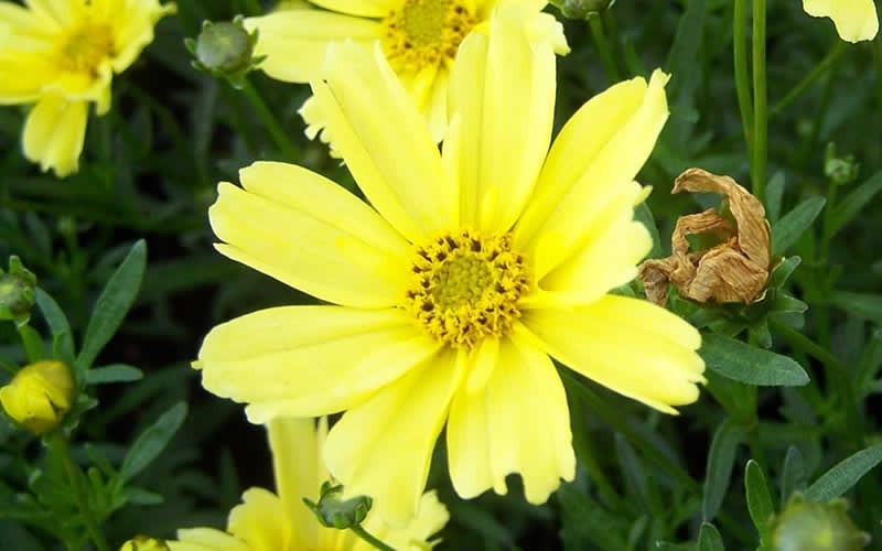 Coreopsis Grandiflora  Picture
