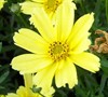 Coreopsis Grandiflora 