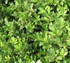 Hoogendorn Holly