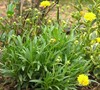Coreopsis Grandiflora