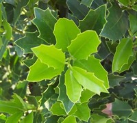 Oakland Holly Picture