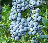 Tifblue Blueberry Picture