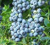 Tifblue Blueberry