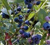 Woodard Blueberry